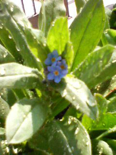 Forget-me-not1