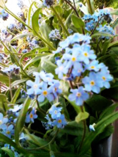 Forget-me-not2