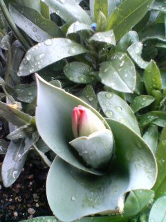 tulip_1