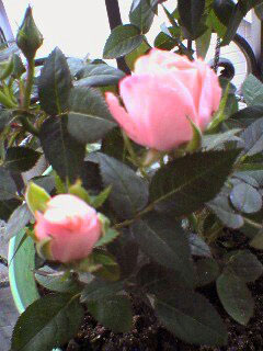 rose3