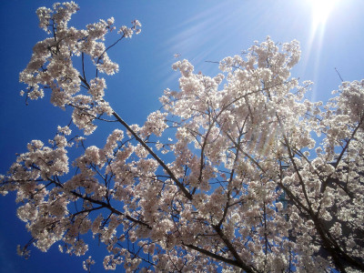 cherry-blossoms_3