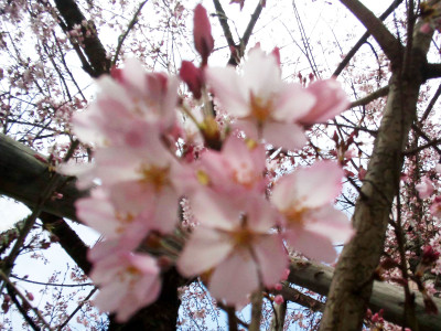 cherry-blossoms_4